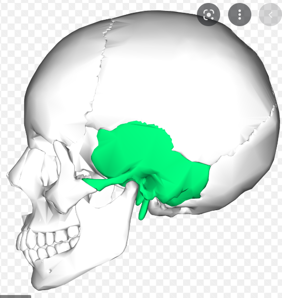 bone forming the side of the human cranium and encasing the inner ear