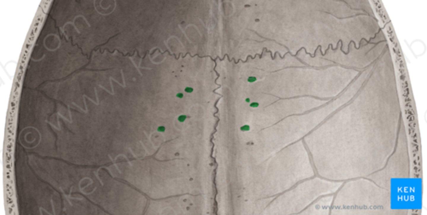 <p>Small pits for arachnoid granulations.</p>