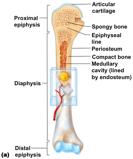 <p>What does the medullary cavity hold, and what do they do?</p>
