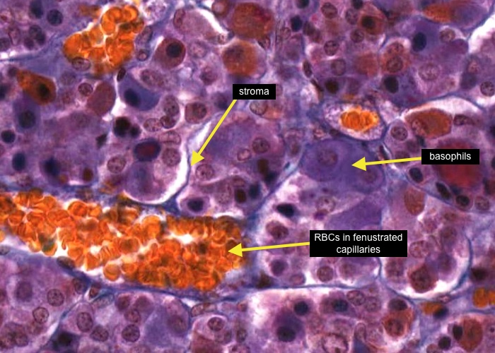basophils in para distalis