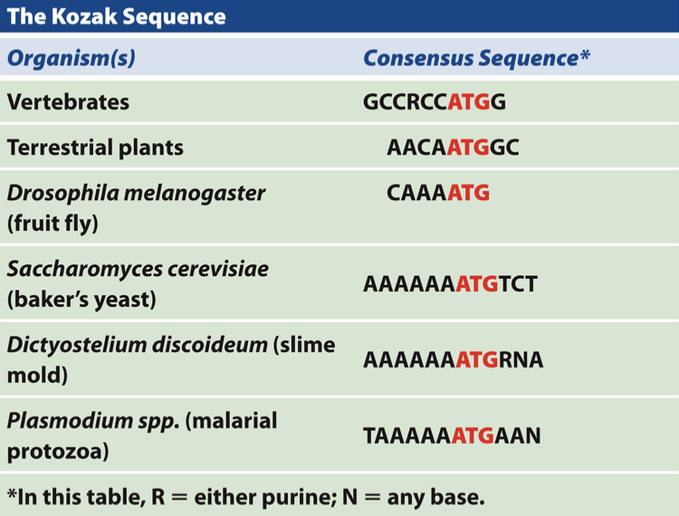 <ul><li><p>Kozak sequence</p></li><li><p>usually a purine - 3 residues before the start codon and a G immediately following the start codon</p></li><li><p>Kozak sequence makes contact with tRNA → enhances translation (not an RBS like Shine-dalgarno)</p><ul><li><p>contact w/ initiator tRNA</p></li><li><p>enhances translation</p></li></ul></li><li><p>correct AUG in eukaryotes is AUG closest to 5’ cap (first one after), not like this in prokaryotes</p></li></ul>