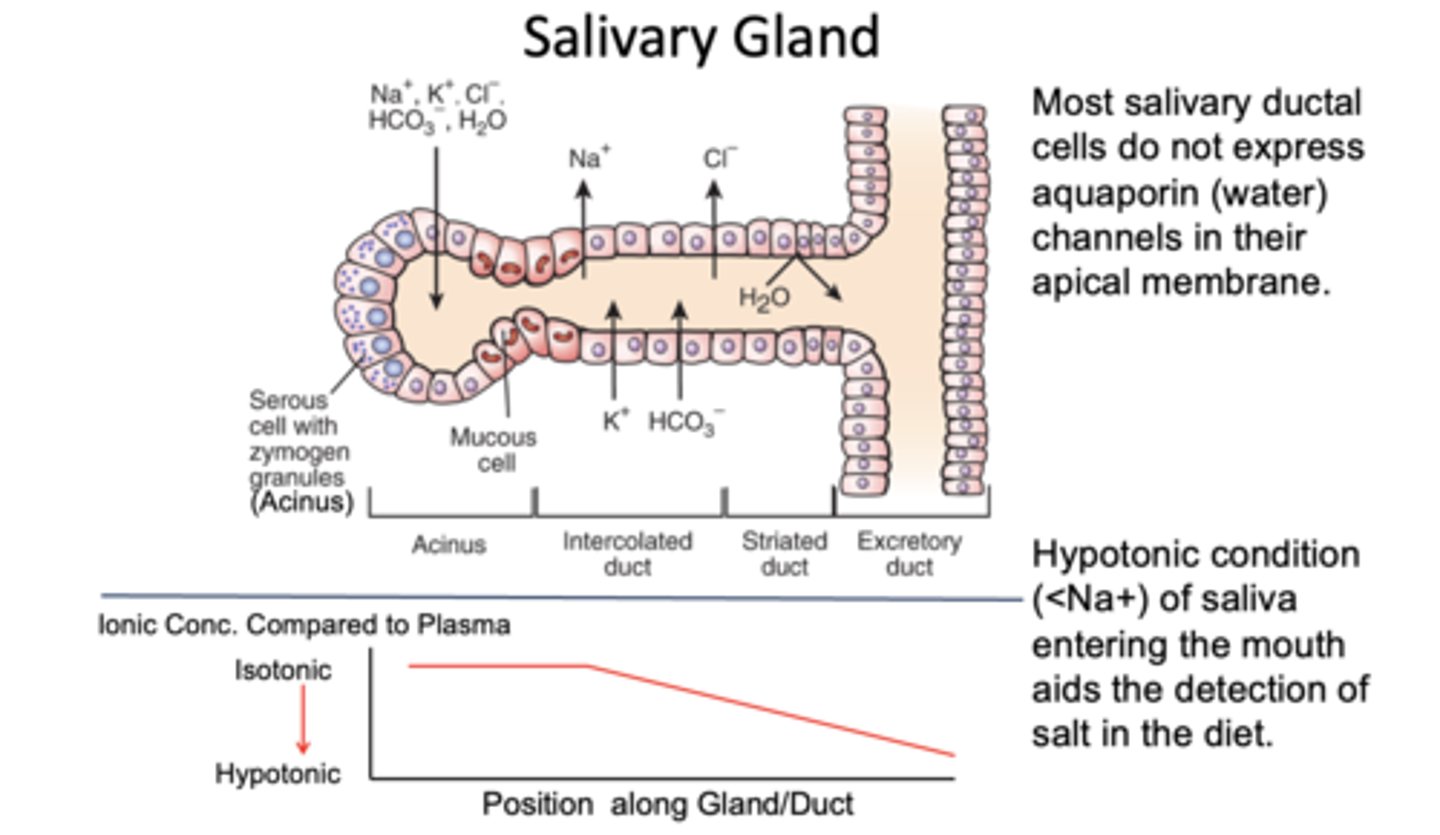 <p>B. Na+ ion working at max capacity relative to saliva production</p>