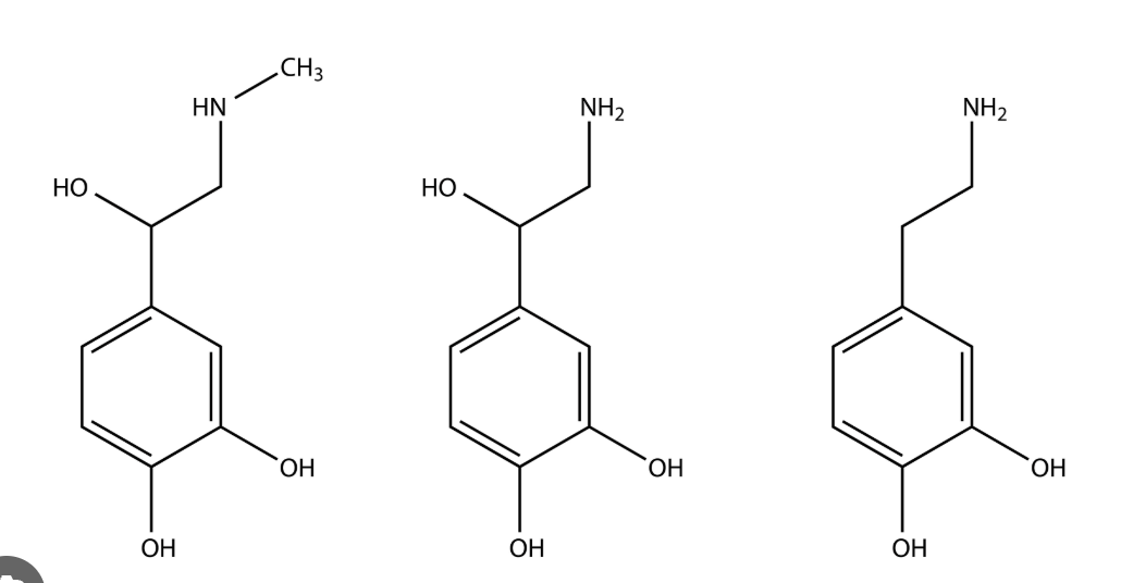<p>catecholamines</p>