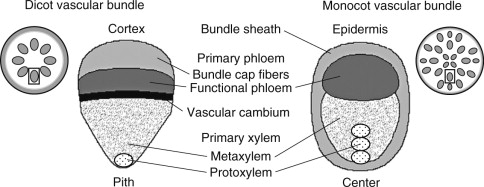 <ul><li><p>connected by a cambium: </p><ol><li><p>intrafascicular cambium (inside vascular bundles)</p></li><li><p>interfascicular cambium (between bundles)</p></li></ol></li></ul>