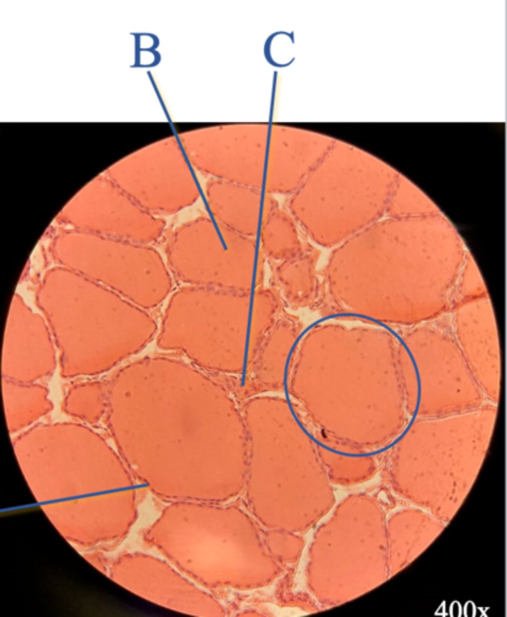 <p>Name the substance at B</p>