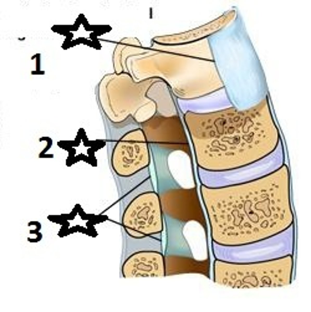 <p>Connects and supports vertebral bodies. Numbers 1 and 2.</p>