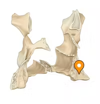 <p>serrated groove, posterior border</p>