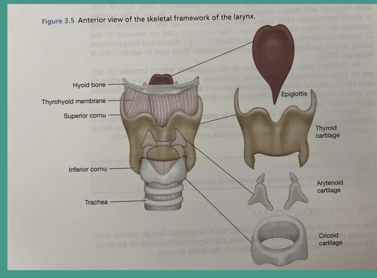 <p>What is the overlaid function of the laryngeal system?</p>