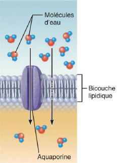 <p>Diffusion d’un solvant, comme de l’eau, à travers un canal protéique donné (l’aquaporine) ou à travers la bicouche lipidique.</p><p>Entrée d’H2O et autres liquides.</p>