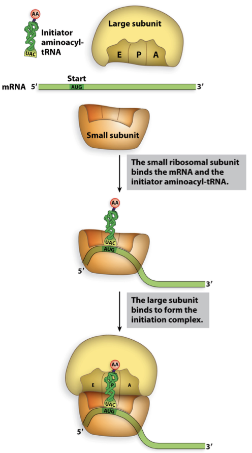 <ul><li><p>need both ribosomal subunits, initiator amnioacyl tRNA and mRNA</p></li><li><p>needs ribosome binding site (RBS) - shine dalgarno sequence</p><ul><li><p>AGGAGGU (upstream of AUG)</p></li><li><p>positions ribosome small subunit at correct position to find the first AUG</p></li></ul></li><li><p>bacteria sometimes has internal mRNA</p></li></ul>