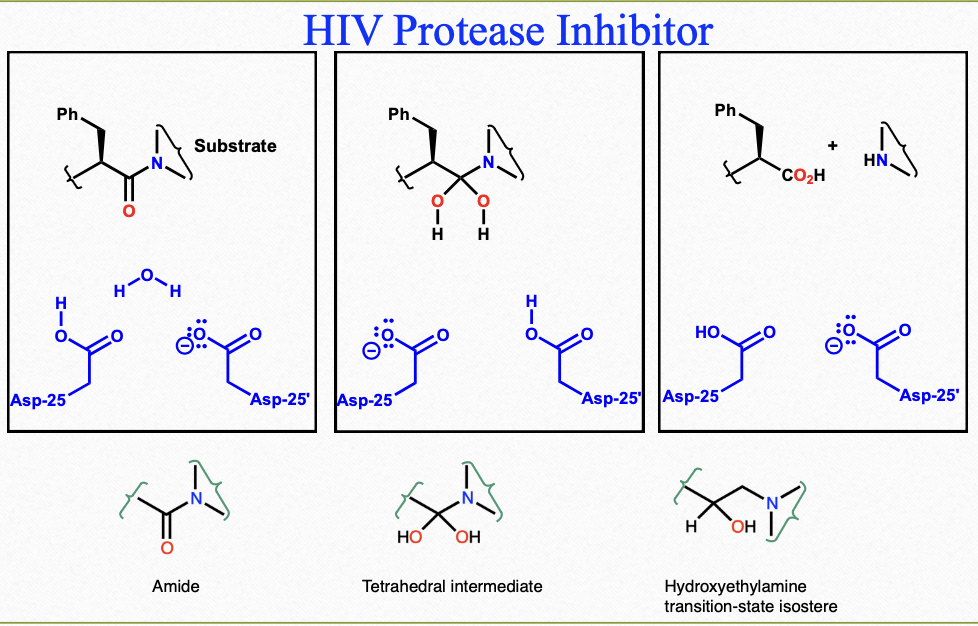 <p><strong>amide</strong> (NOT stable), <strong>tetrahedral intermediate</strong> (NOT stable), <strong>hydroxyethylamine</strong> (transition-state isostere)</p><ul><li><p>Phe fits in the S1 and S1’</p></li><li><p>R-OH forms 2 hydrogen bonds to both catalytic Asp residues</p></li><li><p>activity increases with bulky protecting groups</p><ul><li><p>resistance to proteolytic degradation</p></li></ul></li><li><p>pyridine (including other heterocyclic) and urea increase polarity and water solubility</p></li><li><p>urethanes improve plasma half life and potency</p></li></ul><p></p>