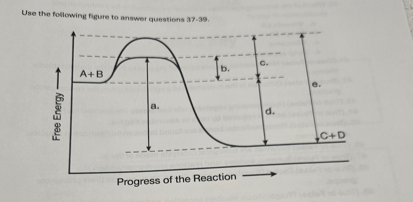 <p>37. What best describes the forward reaction A + B -&gt; C + D in the figure?</p><p>a. Endergonic, Delta*G &gt; 0</p><p>b. Endergonic, Delta*G &lt; 0</p><p>c. Exergonic, Delta*G &gt; 0</p><p>d. Exergonic, Delta*G &lt; 0</p><p>38. Which of the lower-case letters in the figure represents a free energy change that would be the same in either an enzyme-catalyzed or a noncatalyzed reaction?</p><p>a. a</p><p>b. b</p><p>C. C</p><p>d. d</p><p>39. Which of the lower-case letters represents the activation energy required for the enzyme-catalyzed reaction in the figure?</p><p>a. a</p><p>b. b</p><p>C. C</p><p>d. d</p>