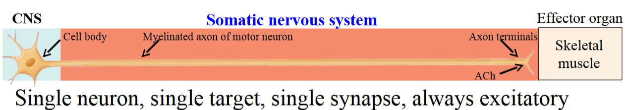 <ul><li><p>In the somatic nervous system (NS), motor information is transmitted from the CNS to skeletal muscle.</p></li><li><p>The somatic NS uses a single neuron, forming one synapse directly on the muscle.</p></li><li><p>Somatic motor neuron axons travel in cranial and spinal nerves to the muscle.</p></li></ul><p></p>