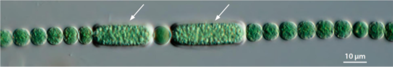 <p>Label the structures indicated by the arrows.</p>