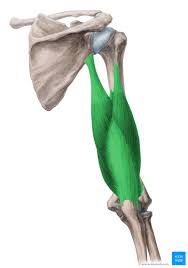 <p>Function: Extension of elbow, Extension of shoulder</p><p>Exercise: Diamond push-ups</p><p>Stretch: Overhead tricep stretch</p>
