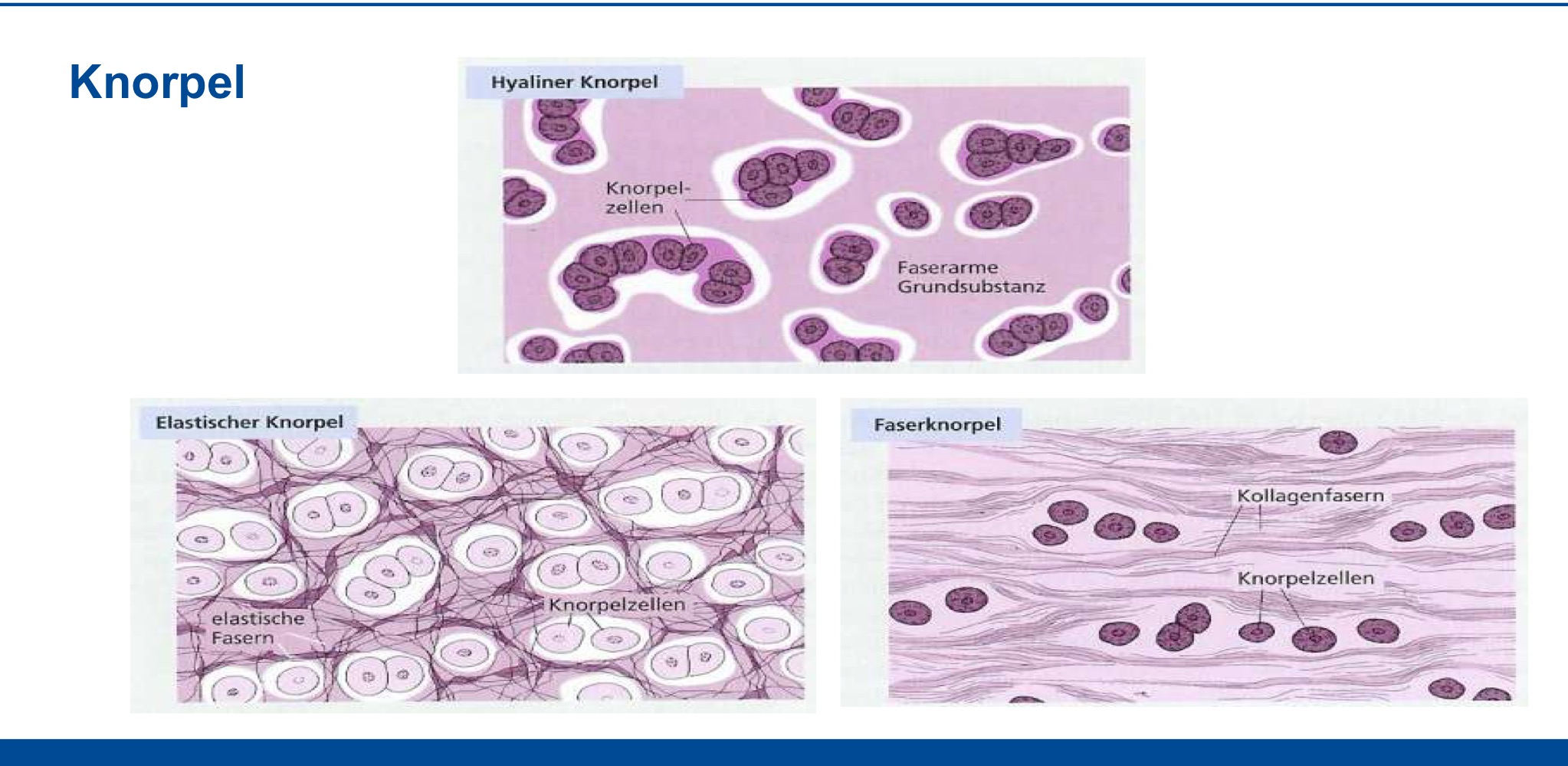 <p>Hyaliner Knorpel</p><p>Elastischer Knorpel</p><p>Faserknorpel</p>