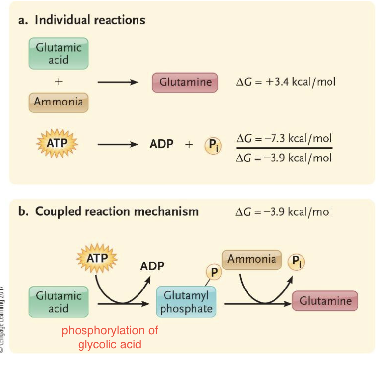 <p>Phosphorylation makes molecule more reactive causing endergonic chemical reactions to occur</p>