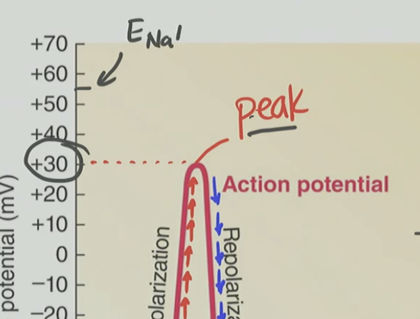 <p>T/F: Does the peak of the action potential cause the inactivation state?</p>
