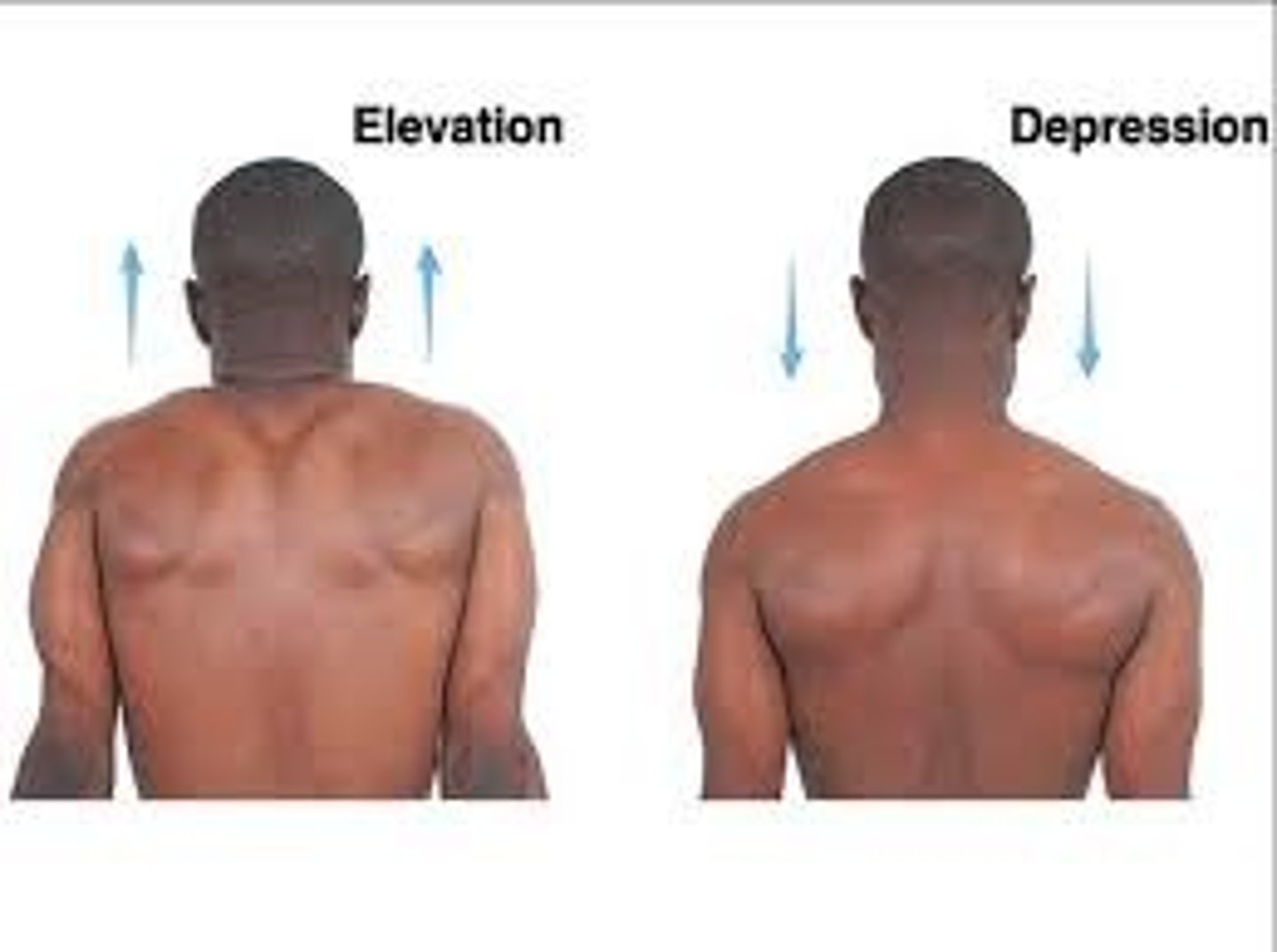 <p>moving a body part down ex. Moving the shoulders down from head/back to normal position</p>