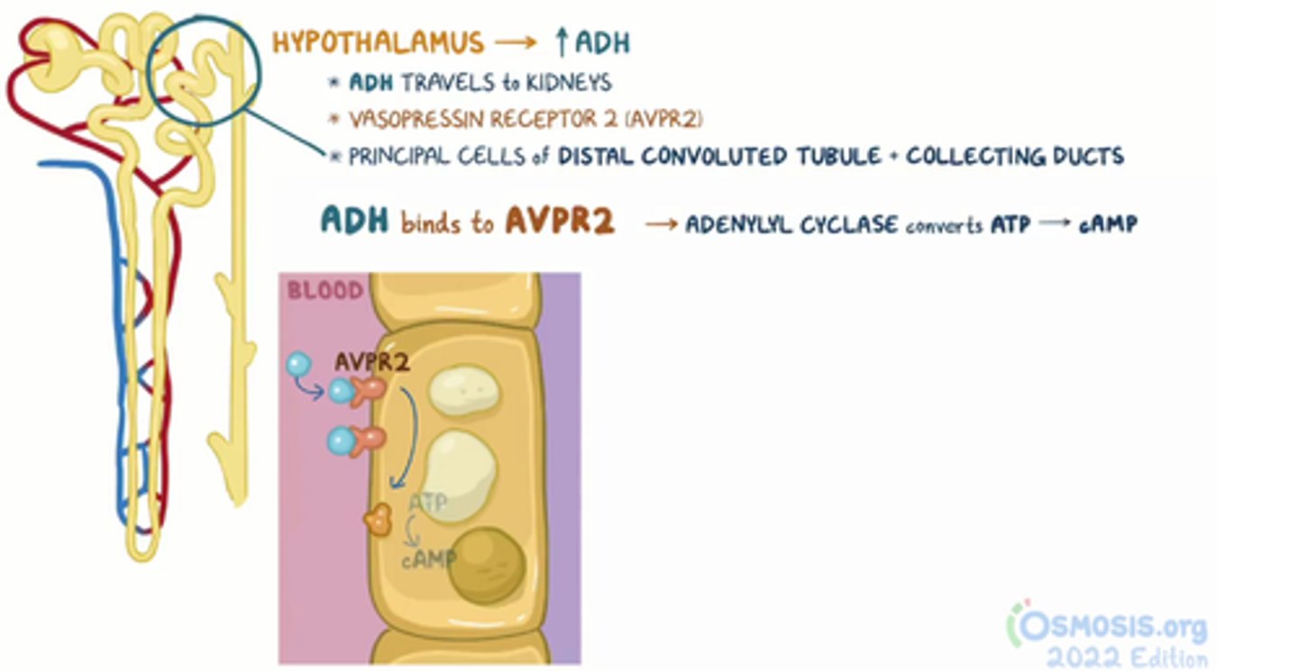 <p>Regulation of the body water homeostasis by determining the level of reabsorption of water from prourine through Aquaporin-2 (AQP2) water channels.</p>