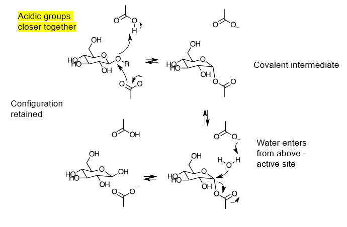 <ul><li><p>acidic groups in active sites are closer together, and there is no space for water at first. this is the only difference in the enzyme structures</p></li><li><p>once oxocarbenium ion is made (same way as it is for inverting), aspartate attacks it to make a covalent intermediate</p></li><li><p>leaving of -OR makes space for water to enter, and aspartic acid that became aspartate (when giving OR its proton) will act as a base to deprotonate water, making -OH to attack carbon and break off the covalently bonded aspartate</p></li></ul><p></p>