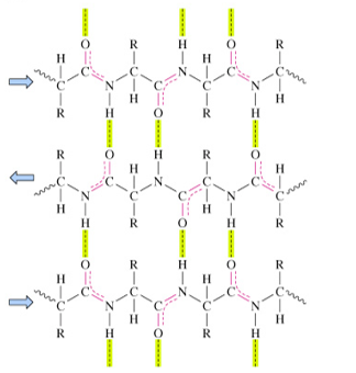 <p>strands run in opposite N- to C-terminal directions</p><ul><li><p>H-bonds are nearly perpendicular to chains</p></li><li><p>more stable than parallel chains</p></li></ul><p></p>