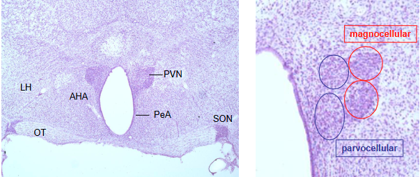 <ul><li><p>Based on the size of the neurons, localization, and neuropeptide content, the parvocellular and magnocellular divisions are differentiated.</p></li><li><p>Parvocellular contains CRH, etc, while magnocellular contains vasopressin and oxytocin</p></li><li><p>Magnocellular neurons → Posterior pituitary. Parvocellular neurons → Medial eminence → Anterior pituitary </p></li></ul><p></p>
