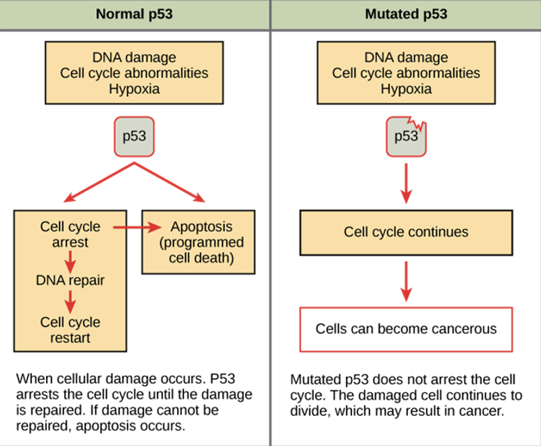 <p><mark data-color="yellow" style="background-color: yellow; color: inherit">normal genes</mark> that code for <mark data-color="yellow" style="background-color: yellow; color: inherit">positive cell cycle regulators:</mark></p><ul><li><p>mutated = oncogenes</p></li></ul><p></p>
