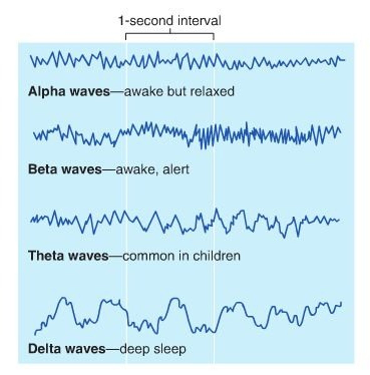 <p>alpha: relaxed wakefulness. beta: alert, awake state. theta: light sleep (stage 1/2). delta: deep sleep (stages 3/4).</p>