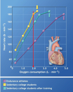 <ol><li><p>Increased SV = Decreased HR for the same CO (sub-maximal exercise)</p></li><li><p>Max HR unchanged</p></li></ol><p></p>