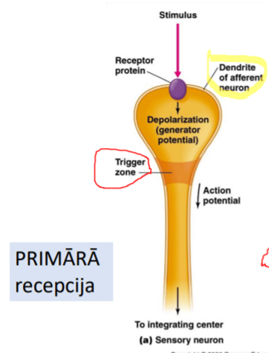 <p>• kairinātājs izraisa jonu caurlaidības pārmaiņas NERVGALĪ</p><p>un</p><p>• veidojas ģeneratoriskais potenciāls (ĢP)</p><p>un</p><p>• ja tiek sasniegts depolarizācijas slieksnis - veidojas darbības potenciāls (DP), tas izplatās pa sensoro neironu uz CNS.</p>
