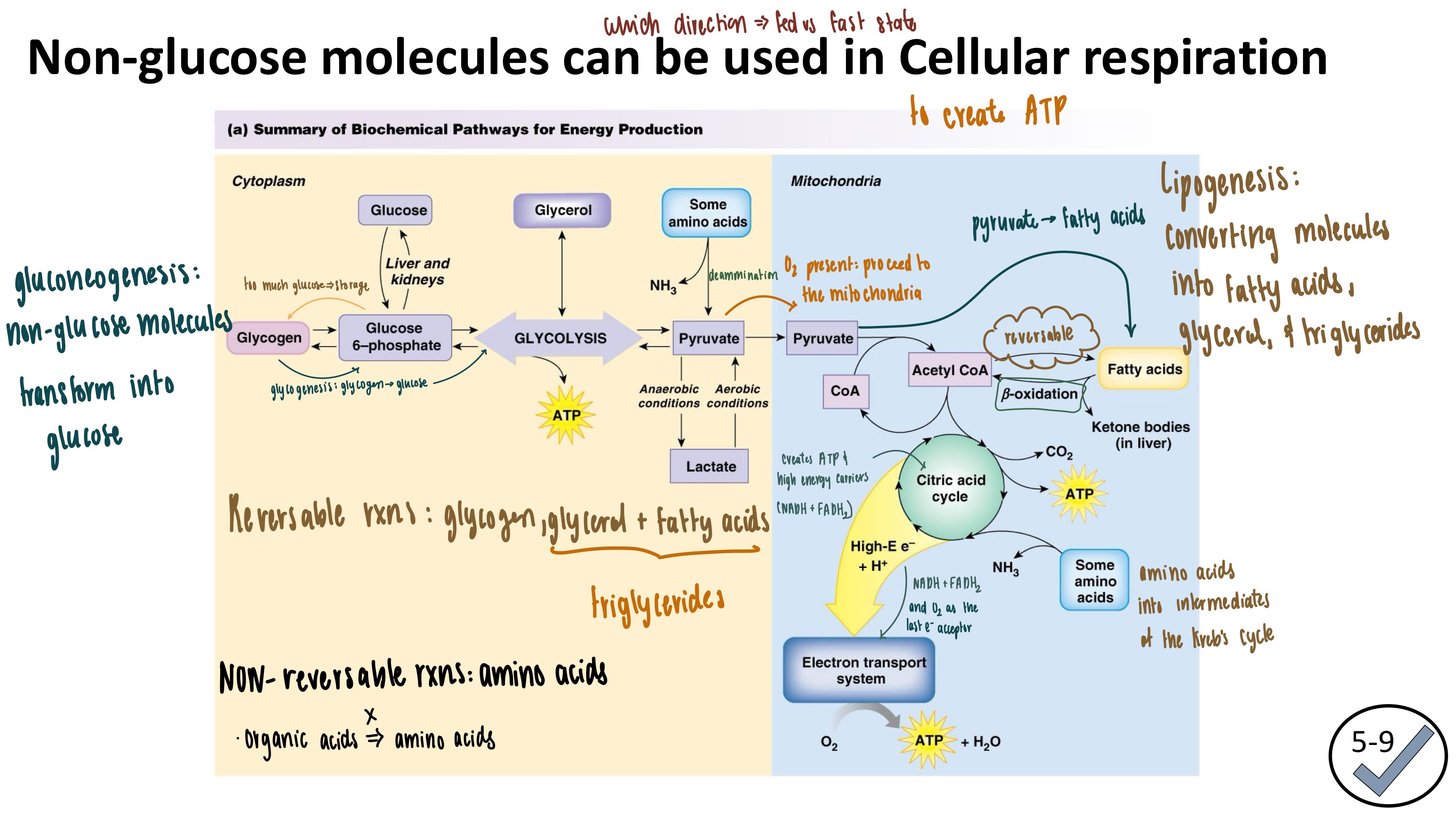 <ol><li><p><strong>Lipids (triglycerides)</strong></p><ul><li><p><strong><mark data-color="red" style="background-color: red; color: inherit">Lipolysis</mark></strong>:</p><ul><li><p><strong>Reactant</strong>: triglyceride</p></li><li><p><strong>Product</strong>: glycerol &amp; fatty acid chains</p></li><li><p>Glycerol for glycolysis</p></li></ul></li><li><p><strong>Beta oxidation</strong></p><ul><li><p>Fatty Acid →acetyl CoA for the citric Acid cycle</p></li></ul></li></ul></li><li><p><strong>Amino Acids</strong></p><ul><li><p><strong><mark data-color="red" style="background-color: red; color: inherit">Deamination</mark></strong></p><ul><li><p><strong>Reactant</strong>: some amino acids</p></li><li><p><strong>Product</strong>: pyruvate OR citric acid cycle intermediates</p></li></ul></li></ul></li><li><p><strong>Glycogen</strong></p><ul><li><p><span>glycogenolysis</span></p></li><li><p><span><strong>Reactant</strong>: glycogen</span></p></li><li><p><span><strong>Product</strong>: glucose</span></p></li><li><p><span>Used for glycolysis</span></p></li></ul></li></ol><p></p>