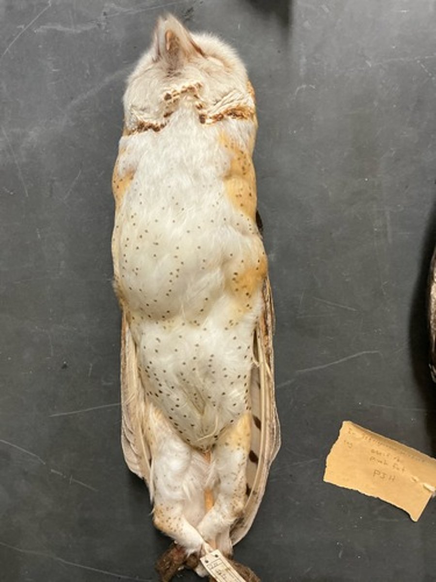 knowt flashcard image