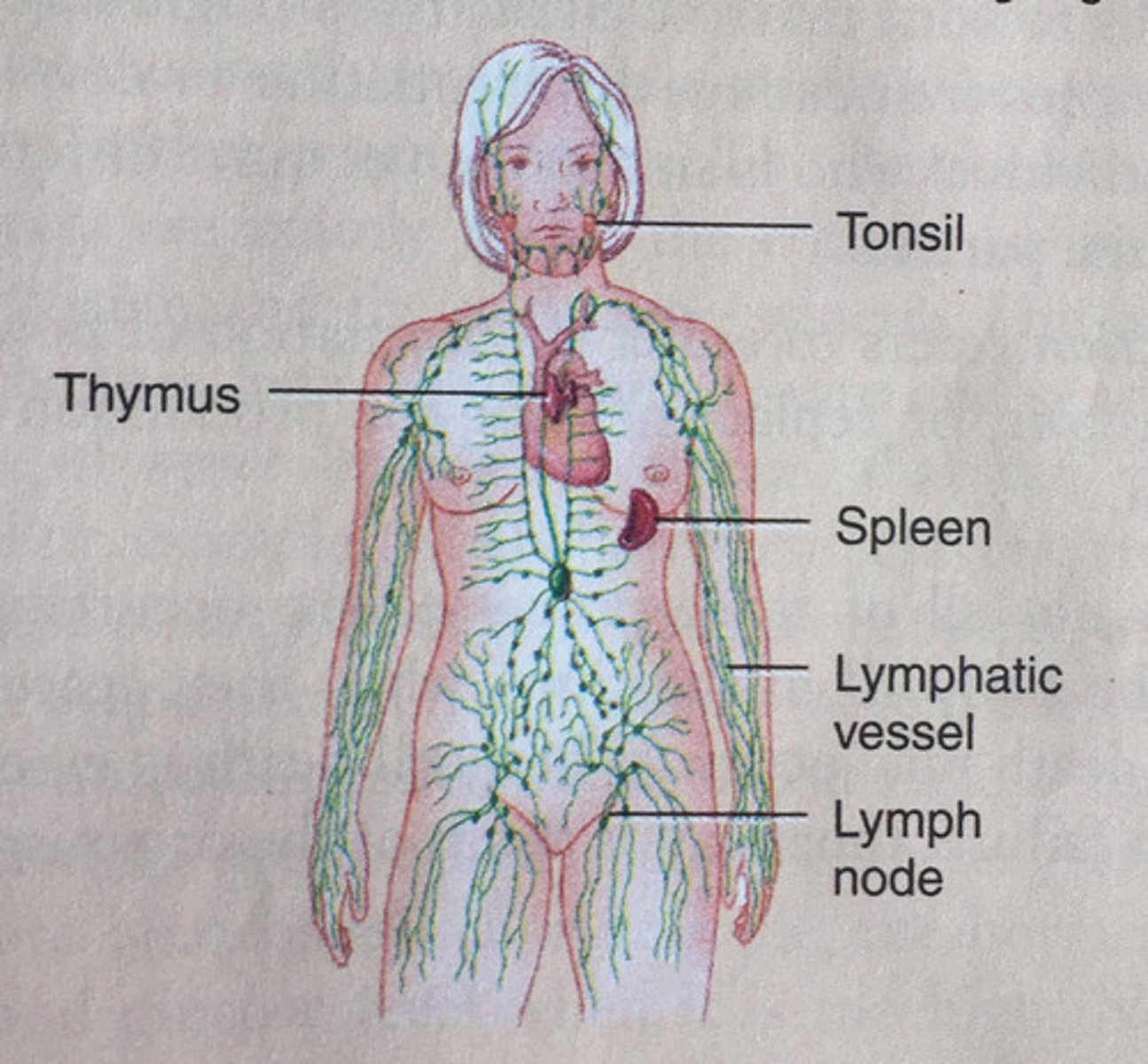 <p>lymph, lymphatics, lymphocytes, lymph nodes, and thymus (function - returns tissue fluid to the blood, produces immunity structures and agents)</p>