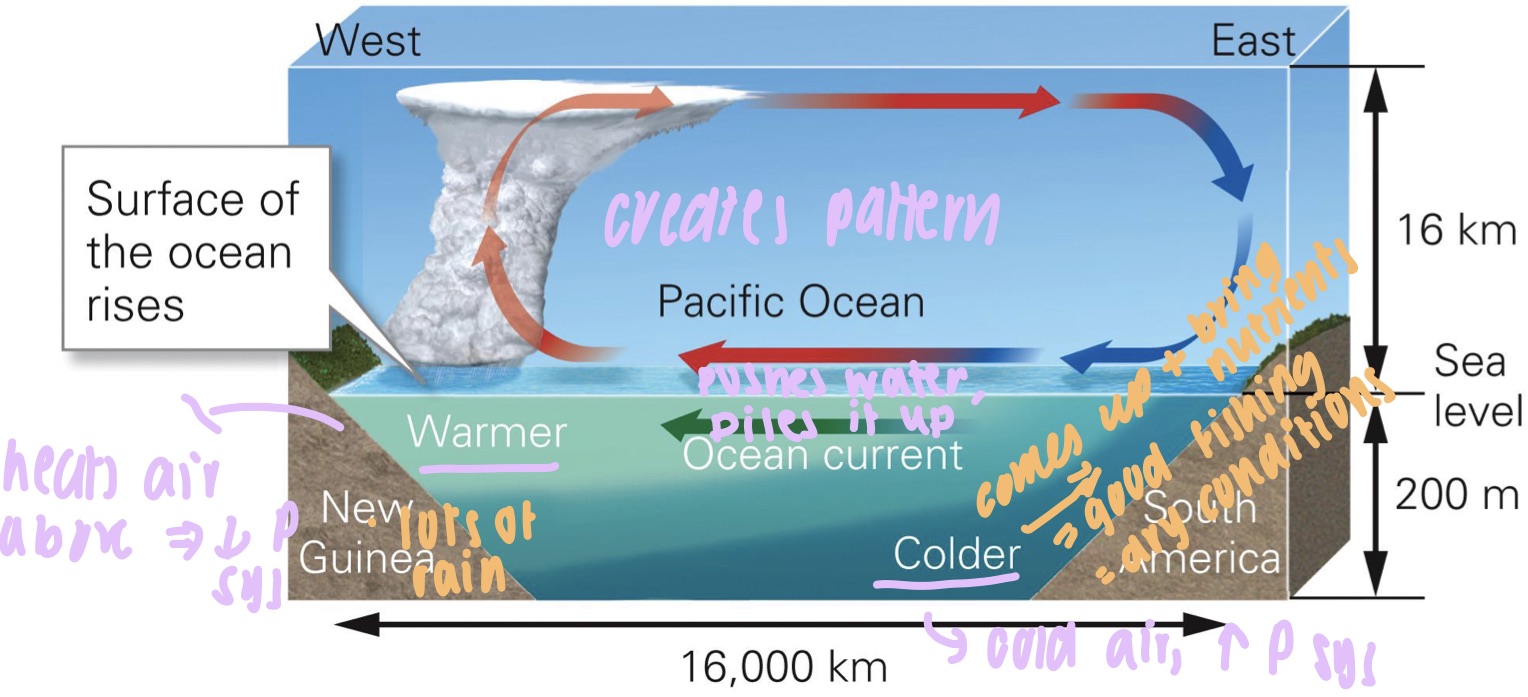<ul><li><p>an atmos circulation in the equatorial regions of the pacific ocean</p></li><li><p>warmer water in the western Pacific → causing pow-p, warmer air</p></li><li><p>cooler ocean water in the east pacific → causing high-p, cooler air</p></li><li><p>winds blow surface ocean water westward (increase sea lvl). cool deep ocean water wells-up along the west coast of South america bringing deep, nutrient-rich seawater to the surface, allowing fish pop to thrive</p></li></ul>