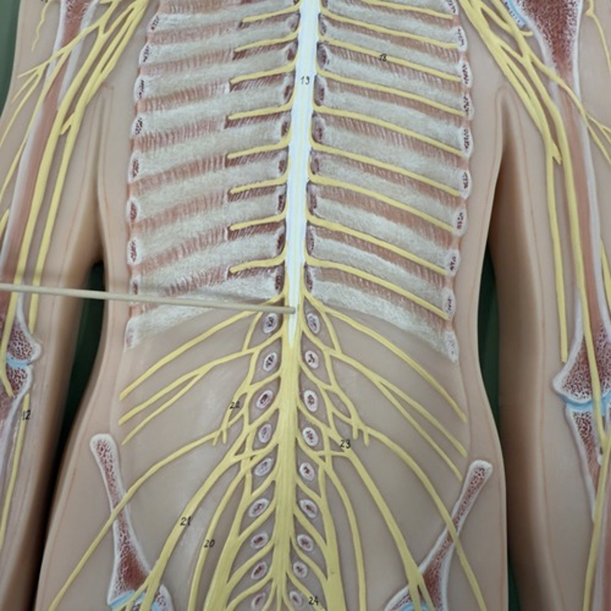 <p>Identify the structure.</p>