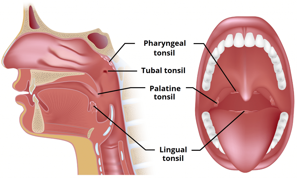 <p>pharyngeal tonsils</p>