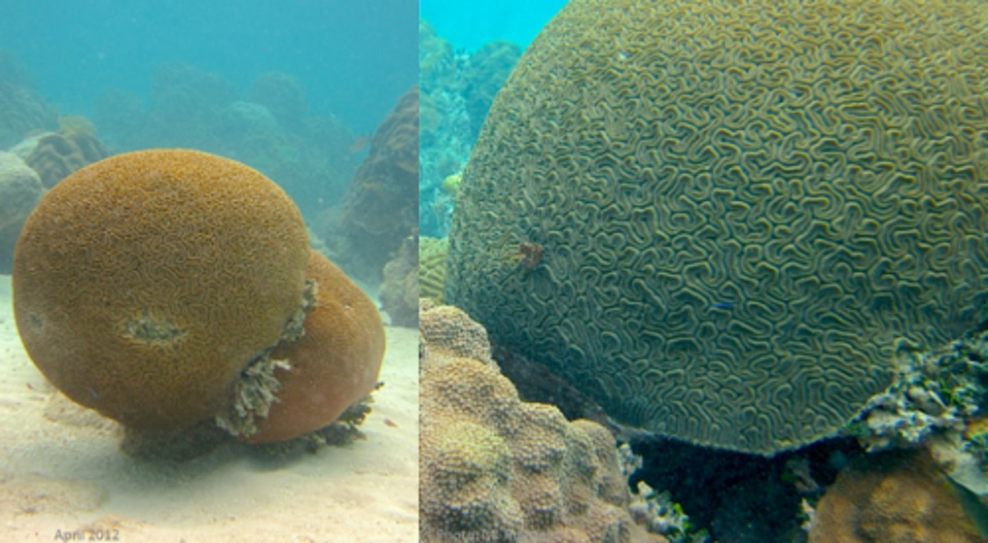 <p>Grooved Brain Coral</p>