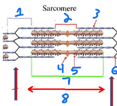 <p>Identify the Sarcomere</p>
