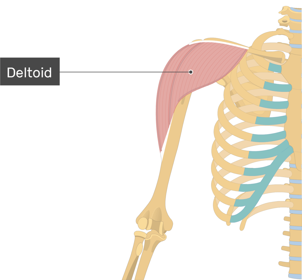 <p>Deltoid</p>