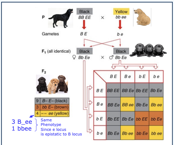 <p>Phenotypic ratio changes</p>