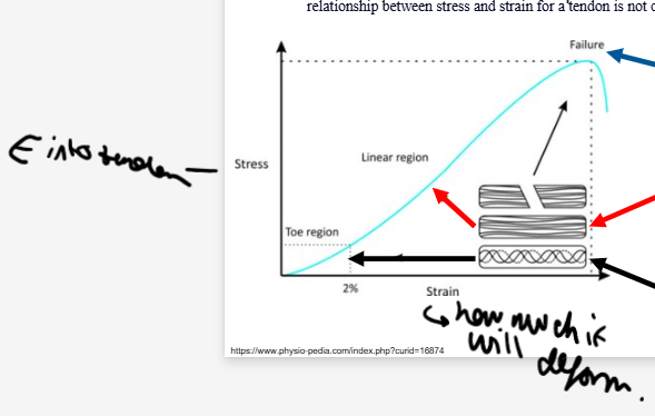 <ul><li><p>tendons have viscous and elastic behaviours (viscoelastic) so their mechanical behaviour is dependent on RATE of mechanical strain</p></li></ul><ol><li><p>SS curve starts with a very low stiffness ‘toe’ region (shock absorbing) as the crimp straightens and the collagen fibres align</p></li><li><p>after ‘toe’ region, linear part of SS curve where tendon becomes significantly stiffer and collagen molecules slide past one another (Inter-molecular sliding) - tendon can revert back to original length. </p></li><li><p>When intercollagen cross links fail get irreversible plastic deformation and failure. </p></li></ol><p></p>