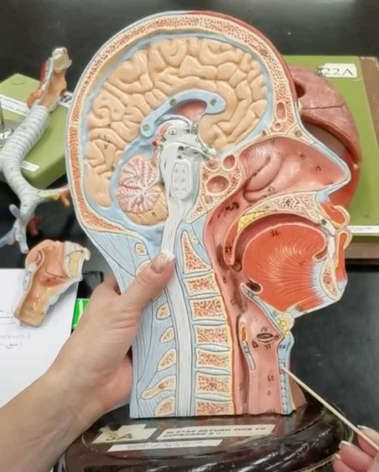 <p>Name of structure being pointed at</p>