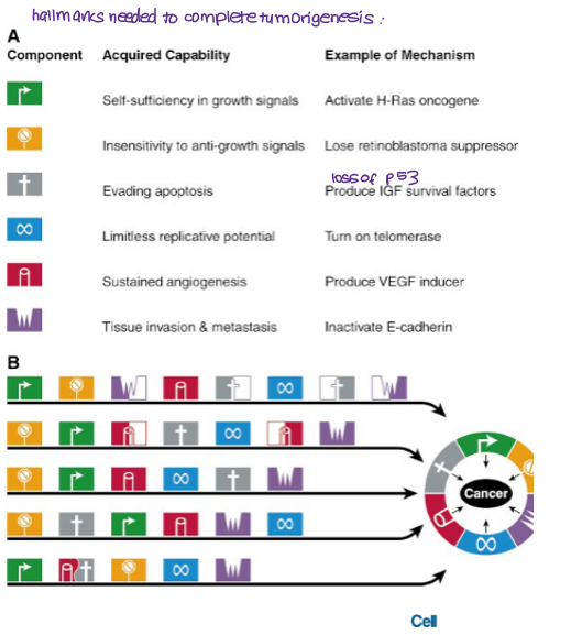 <p>loss of RB suppressor gene</p>