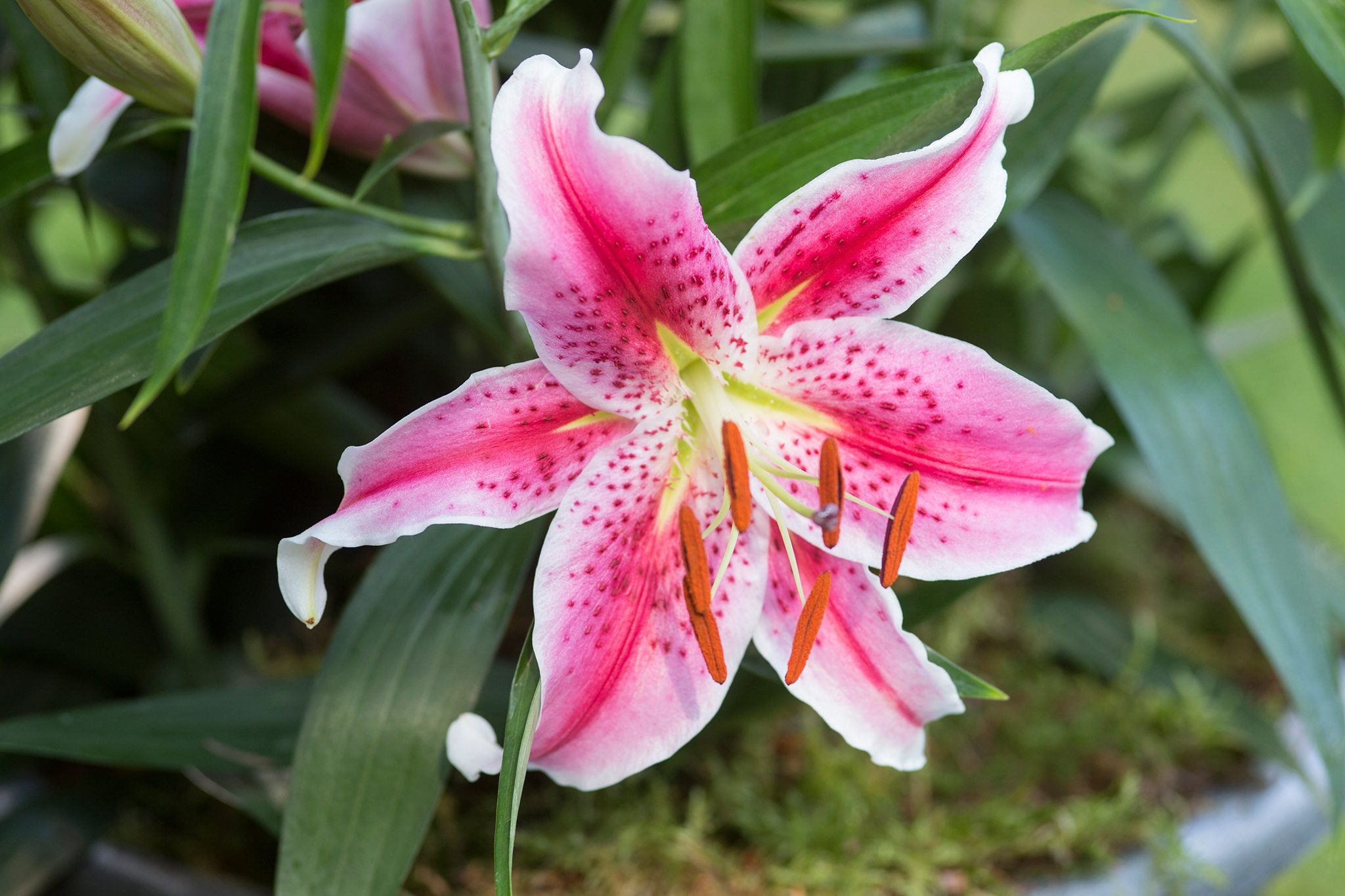 <p>liliaceae</p>