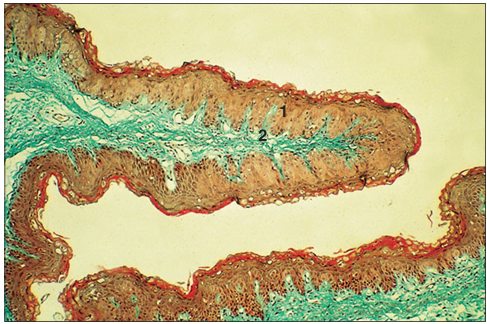<p>Identify the structure:</p><p>Specie:</p><p>Parts:</p><p>1.__ 2.__ </p><p>Stain used:</p>