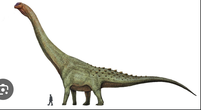 <p>Titanosaurs</p>