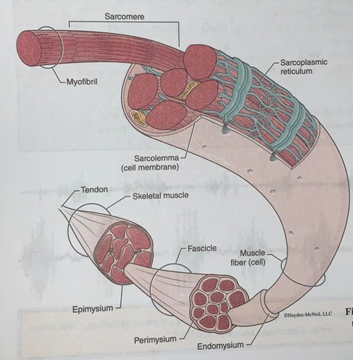 <p>Connective tissue sheaths of skeletal muscle: epimysium, perimysium, endomysium</p>
