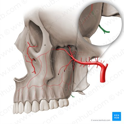 <p>Name the artery</p>