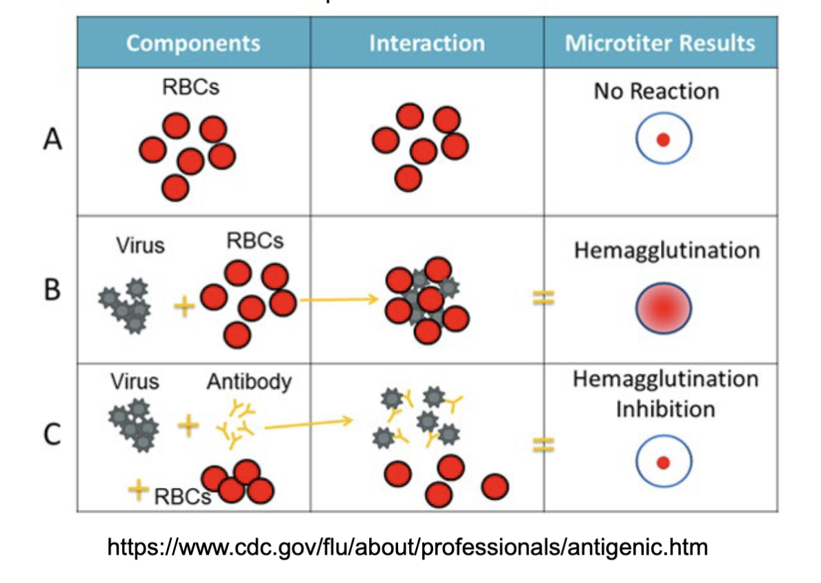 <p><span><span>Used to detect the presence of viruses and of the antiviral antibodies</span></span></p><p>virus expresses surface molecule hemagglutinin and binds to sialic acid on RBC</p><p>mix them: creates aggregate (hemagglutination)</p><p>can use it to test of serum sample contains antibody, it will bind to virus and prevent formation</p><p>can be used for other viral infections but need to modify reagent</p>